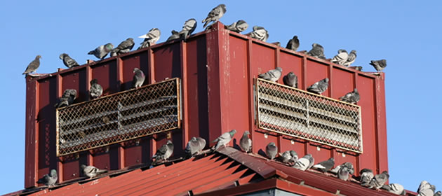 pigeons roof damage